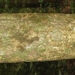 Pradosia ptychandra Bark