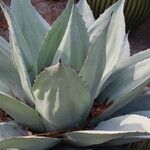 Agave ovatifolia List