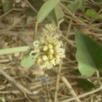 Volkameria eriophylla Blüte