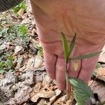 Uvularia sessilifolia ᱥᱟᱠᱟᱢ