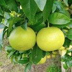 Citrus maxima Fruct