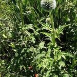 Echinops sphaerocephalus 葉