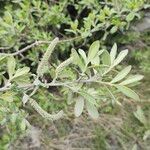 Salix sitchensis Kvet