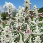 Stachys byzantina Leaf