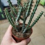 Euphorbia aeruginosa Blatt