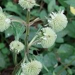 Hyptis brevipes Flower