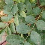 Fraxinus angustifolia Blatt