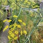 Foeniculum vulgareFlower