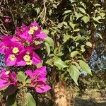 Bougainvillea glabraFlor