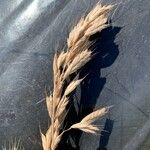 Bromus lanceolatus 葉