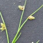Isolepis setacea Kwiat