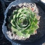 Sempervivum calcareum Jord.Folio