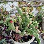 Opuntia tomentosaপাতা