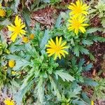 Euryops chrysanthemoides Flower