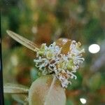 Buxus sempervirens Flor