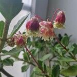 Kalanchoe miniata Flor