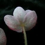 Begonia picta Агульны выгляд