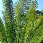 Cycas circinalis Лист