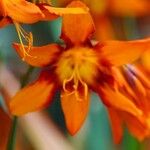 Crocosmia × crocosmiiflora অন্যান্য