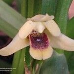 Maxillaria variabilis Кветка