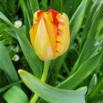 Tulipa spp. ᱵᱟᱦᱟ