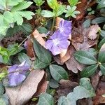 Vinca minor Flower