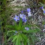 Polemonium pulcherrimum Blomma