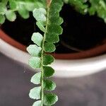 Asplenium viride برگ