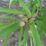 Tradescantia × andersoniana Kvet