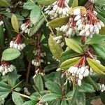 Berberis julianaeFlower