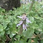 Coleus caninus Habit