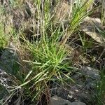 Eragrostis pilosa Leaf