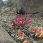 Rumex acetosella Leaf