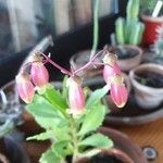 Kalanchoe miniata Flower