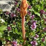 Orobanche alba Fula