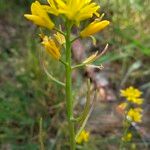 Sisymbrella aspera Blomma