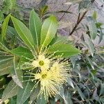 Xanthostemon chrysanthus Blüte