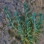 Gymnocarpos decander Hoja