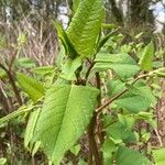 Reynoutria japonica برگ