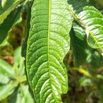 Solanum oblongifolium List
