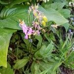 Primula pauciflora Fiore