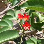 Jatropha integerrima Flower