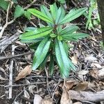 Erythroxylum laurifolium Leaf