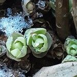 Hylotelephium anacampseros Leaf