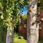 Betula pubescensBark