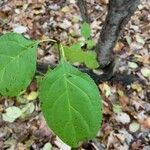 Celastrus orbiculatus Leaf