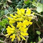 Sophora tomentosa Blüte