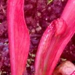 Sarracenia psittacina Yaprak