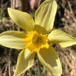 Narcissus × incomparabilis Lorea