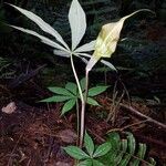 Arisaema polyphyllum Характер